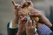 What Is The Solution To Global Food Crisis